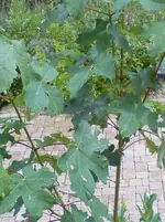 DSC00196.webp