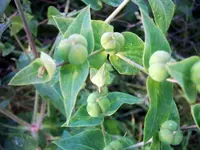 Garten 001.webp