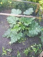 Zucchini,Gurke,Tomate 02.webp