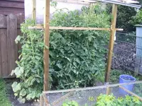 Zucchini,Gurke,Tomate 05.webp