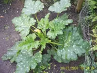 Zucchini,Gurke,Tomate 01.webp