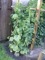 Zucchini,Gurke,Tomate 04.webp