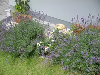 IMG_1231.webp