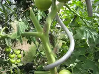 Tomate1.webp