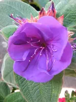 unbekannte_pflanze2.webp