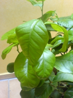 Blatt Zwischenablage01.webp