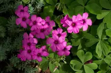 kleesorte verkl.webp