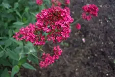 pink blume verkl .webp