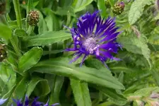 unbek kornblart blau verkl.webp