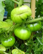CostolutoGenovese31.webp