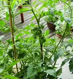 costoluto11.webp