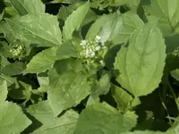 Kraut.webp