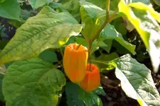 unbek orange blüte verkl.webp