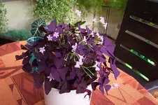 unbek klee violett verkl.webp