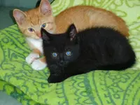 Picolo und Chili_03.webp