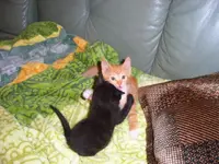 Picolo und Chili_01.webp