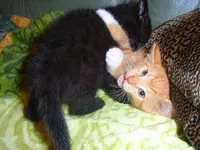 Picolo und Chili_02.webp