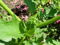Stacheln.webp