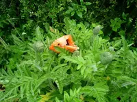 oranger Mohn.webp