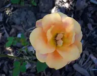 rose orange pastell vorne verkl 10.webp
