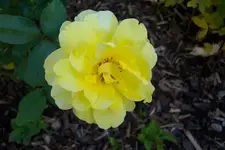 rose gelb zart verkl.webp