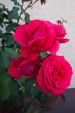 duftrose rot verkl.webp
