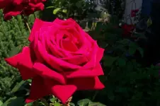 duftrose rot hof verkl .webp