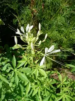 P1010209.webp