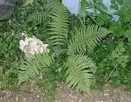 farn-kl-01.webp