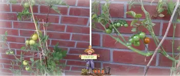 tomaten 190707.webp