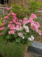 bechermalve.webp