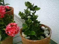 image0.webp