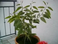 image2.webp