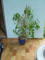 S5000703.webp