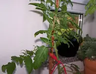 100_1634.webp