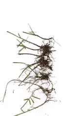 Gras.webp