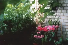 parvekenakyma1.webp