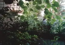 parvekenakyma2.webp