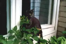 PomsuHeinakuu2.webp