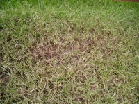 rasen 001.webp