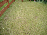 rasen 002.webp