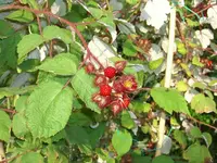 Frucht wie Himbeere.webp