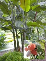 balbisiana-11-neu.webp