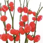 417_9.webp