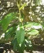 Pflanze[1].webp