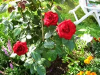 DSCI1274.webp