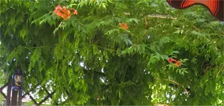 Trompetenblume.webp