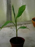 Jungpflanze.webp