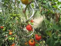 100_0811.webp