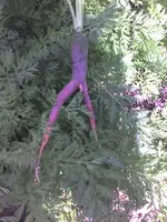 Möhre1.webp